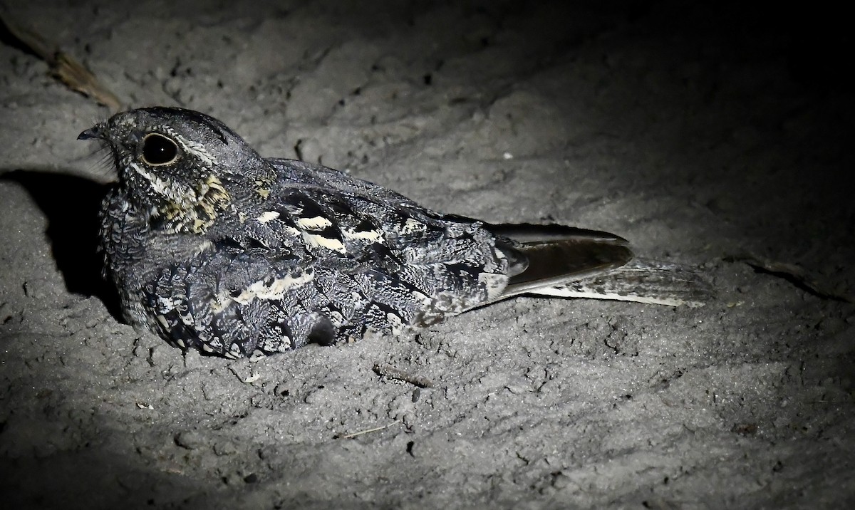 Square-tailed Nightjar - ML422063961