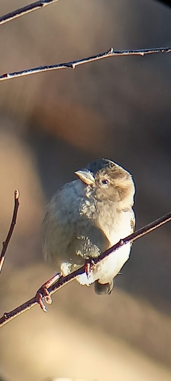 Moineau domestique - ML422065111