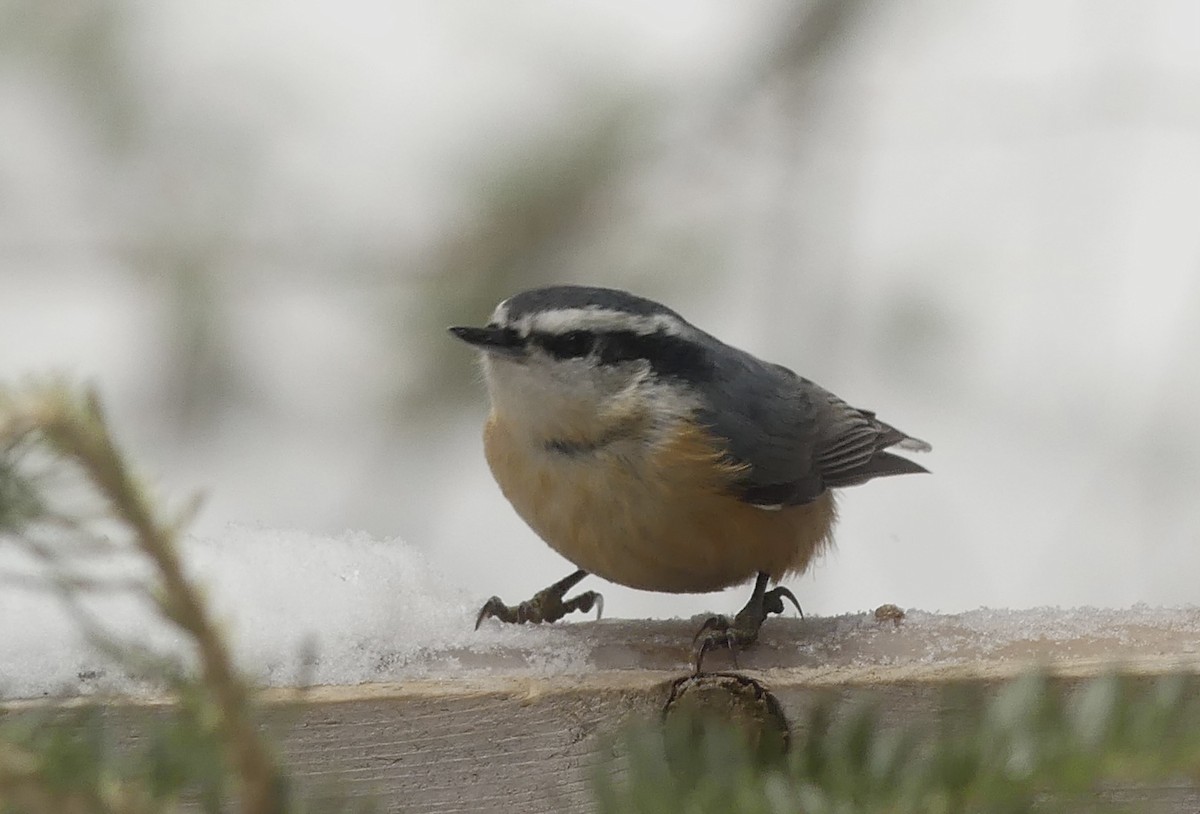 Red-breasted Nuthatch - Alain Sylvain