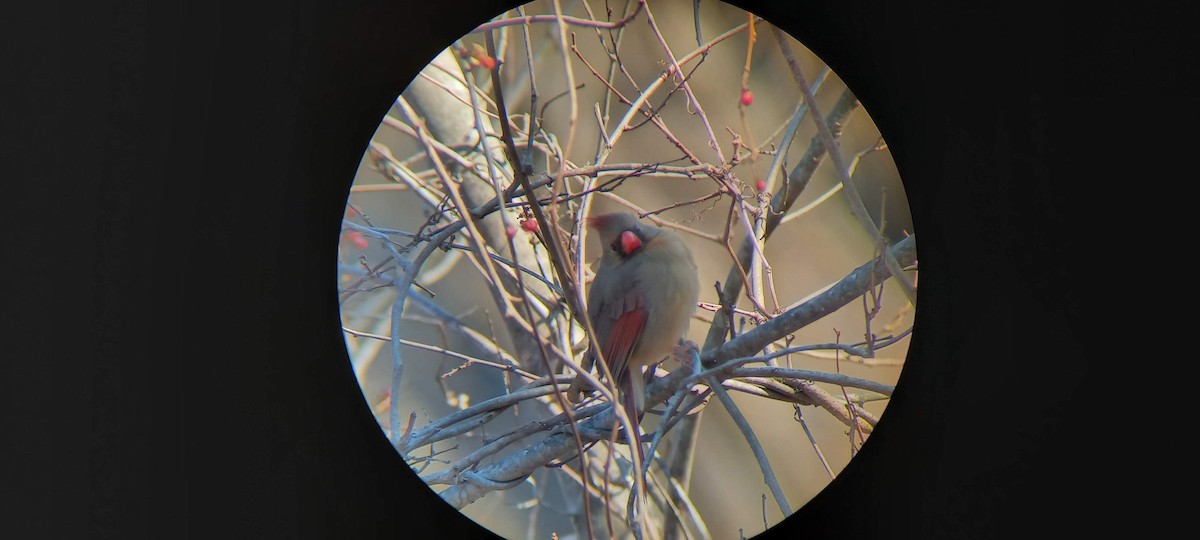 Cardinal rouge - ML422065551