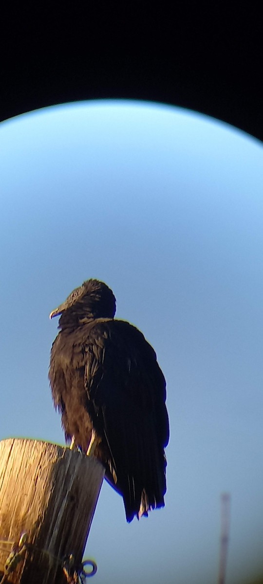Black Vulture - ML422066031