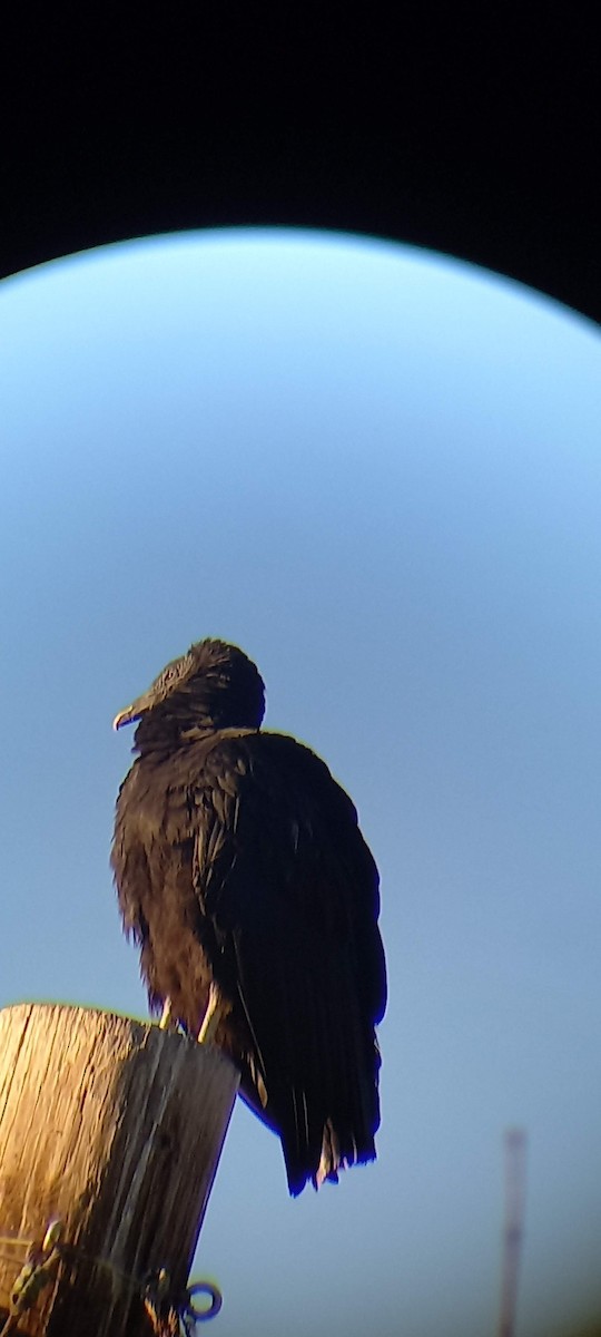 Black Vulture - Kristina Hollosi