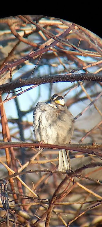 White-throated Sparrow - ML422066971