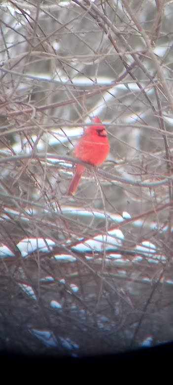 Cardinal rouge - ML422067671