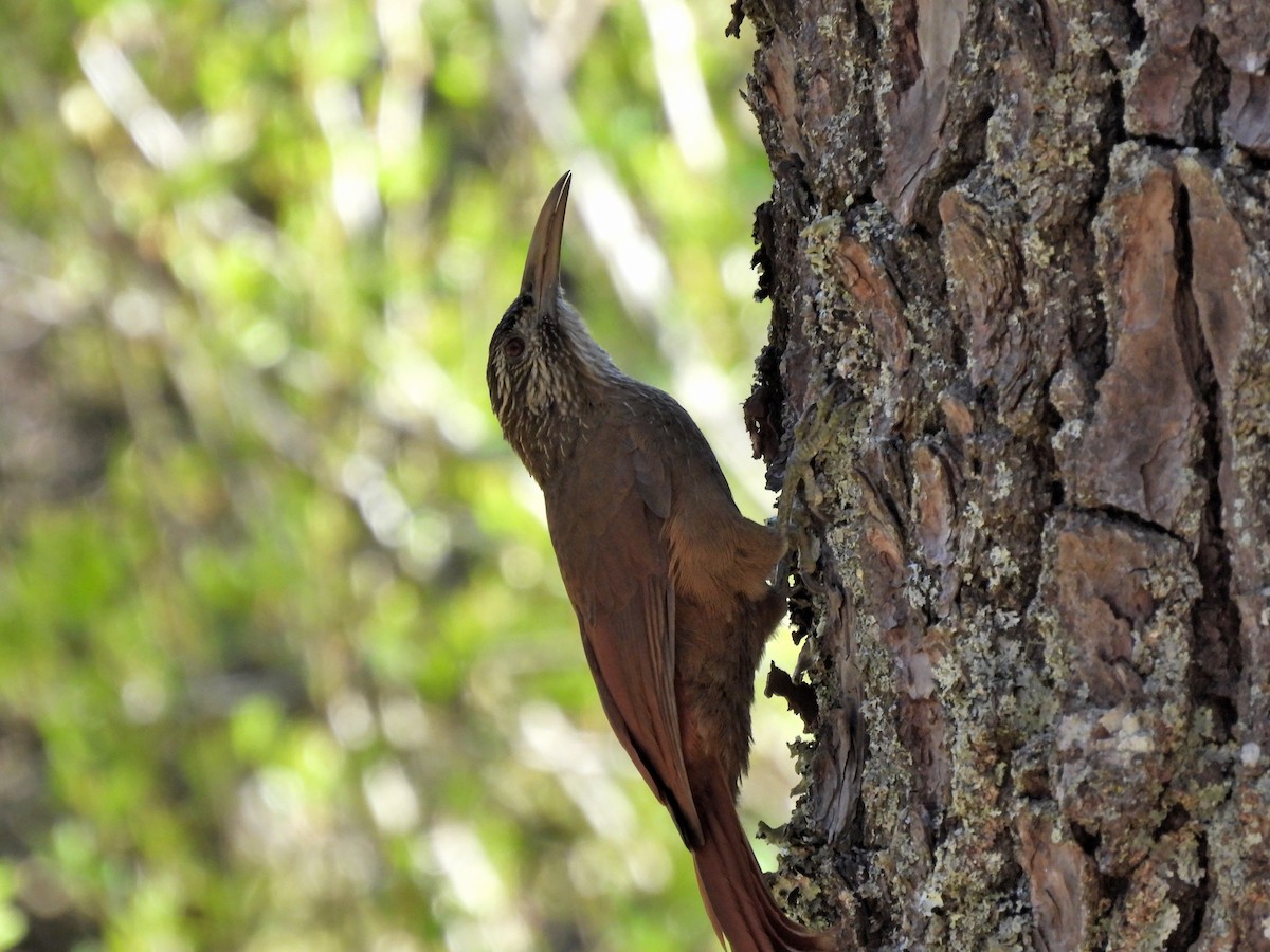 Strong-billed Woodcreeper - ML422067711