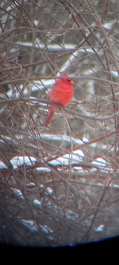 Cardinal rouge - ML422067891