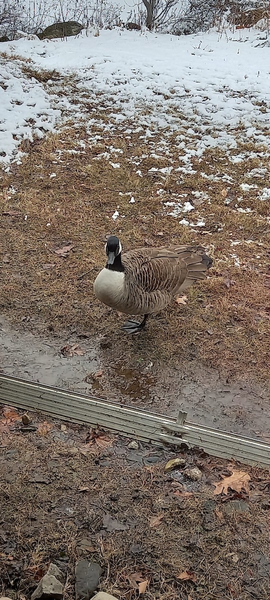 Canada Goose - ML422068371