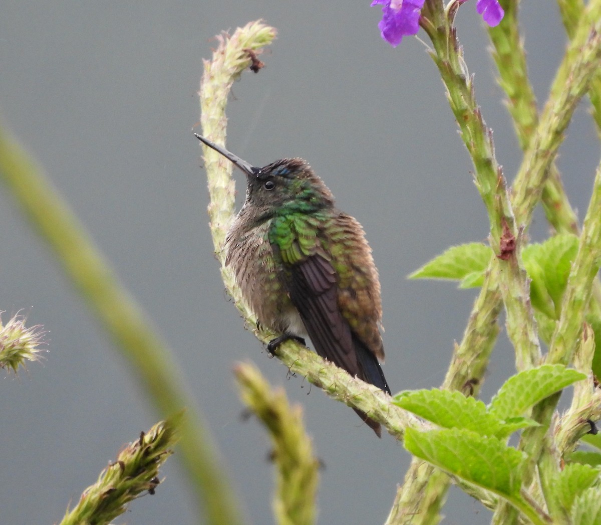 Western Emerald - ML422069031