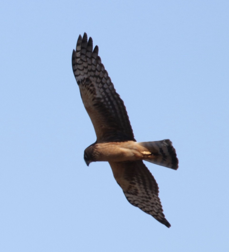 Northern Harrier - ML422069851