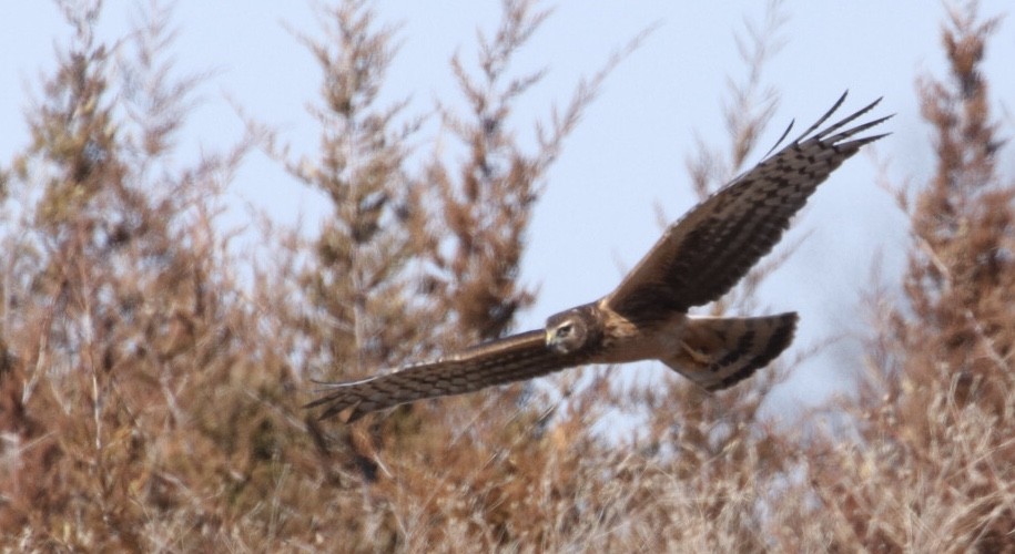 Northern Harrier - ML422069871