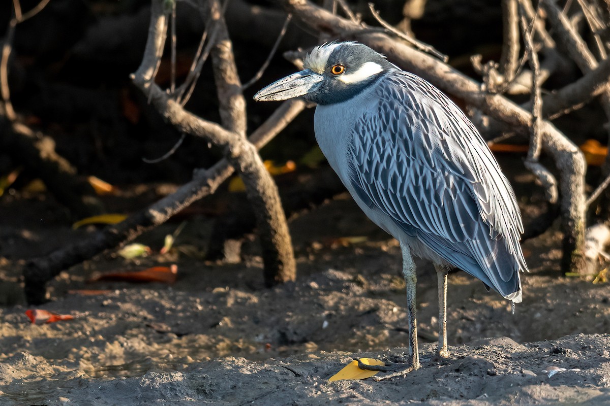 Yellow-crowned Night Heron - Forrest English