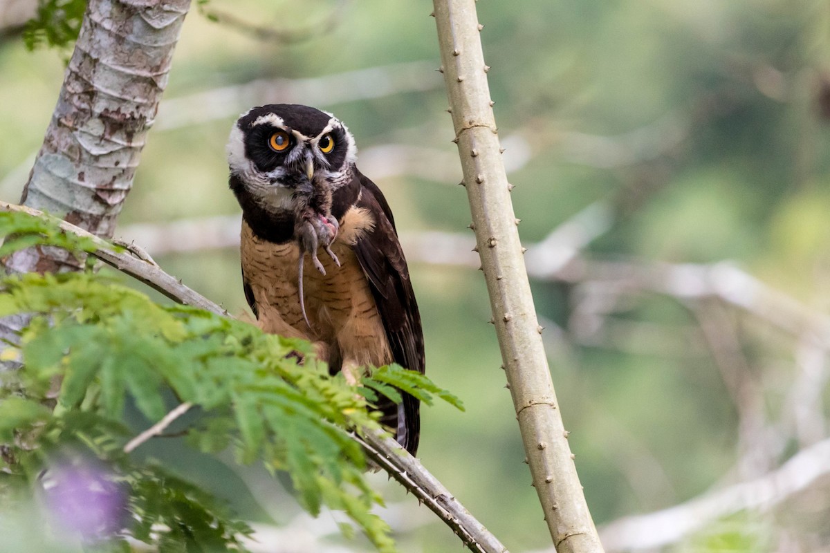 Spectacled Owl - ML422071291