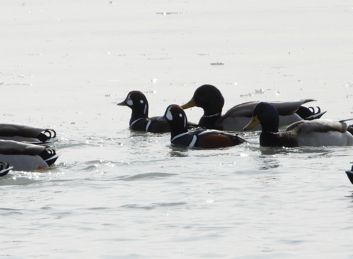 kačka strakatá - ML422073281