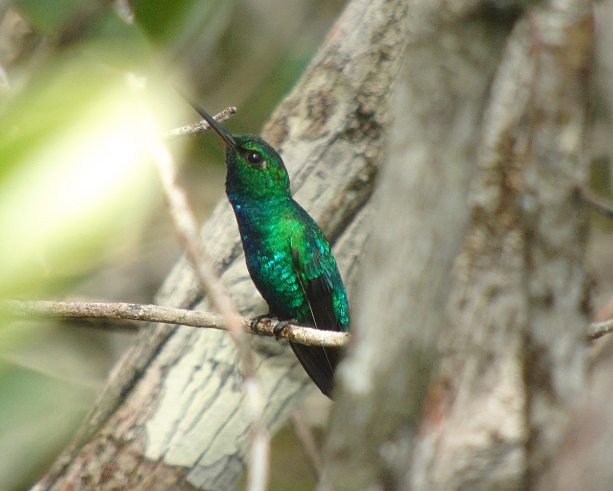 Chiribiquete Emerald - Mauricio Cuéllar-Ramírez