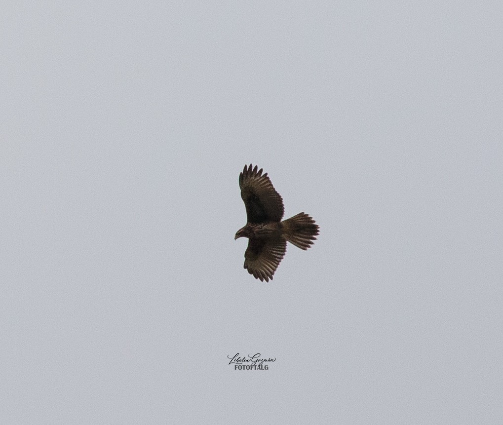 Black-chested Buzzard-Eagle - ML422076151