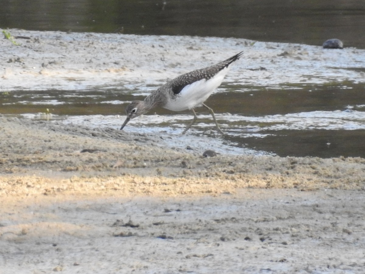 Solitary Sandpiper - Maximiliano Sager