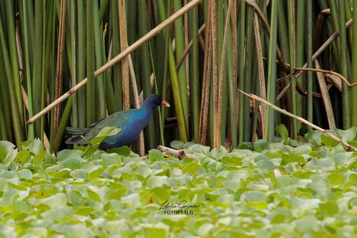 Purple Gallinule - ML422077591