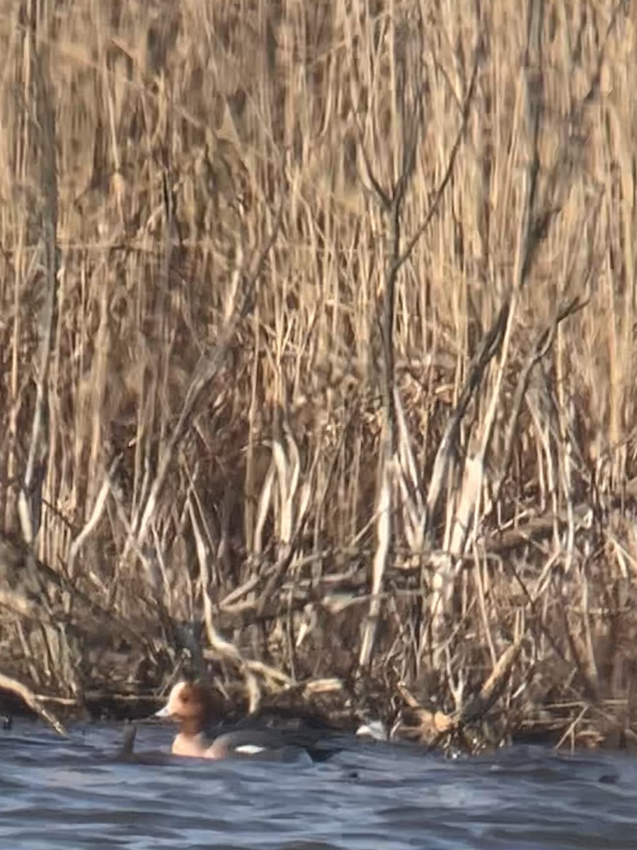 Eurasian Wigeon - ML422077711