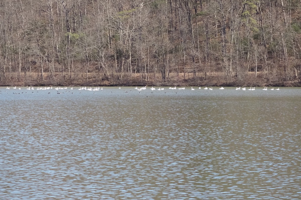 Tundra Swan - ML422078371