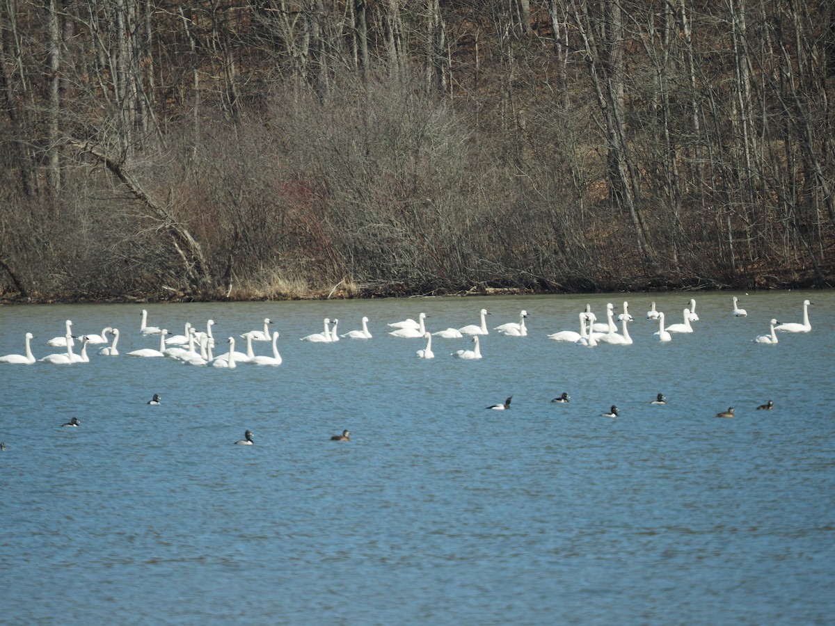 Tundra Swan - ML422078391