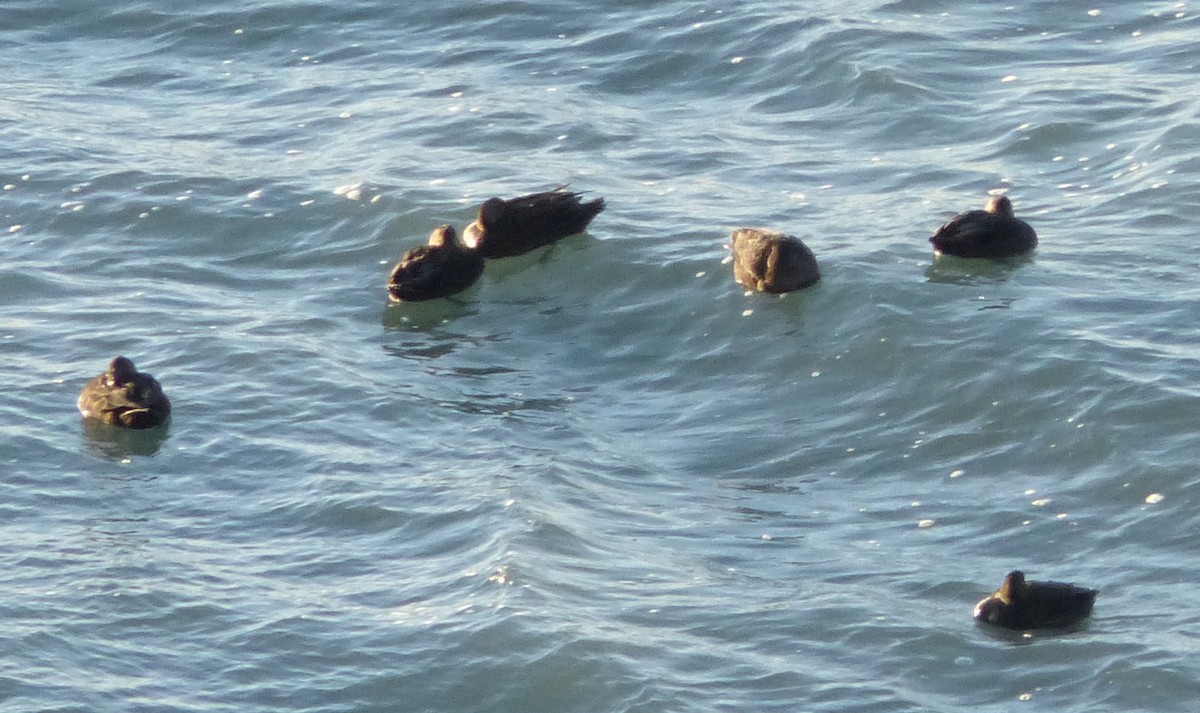 American Black Duck - ML42207871