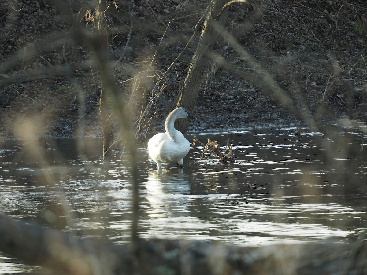 Tundra Swan - ML422079441