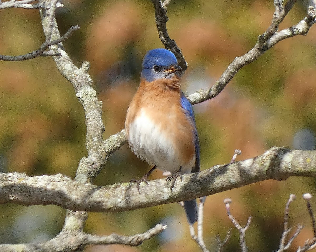 Eastern Bluebird - Kathy L. Mock