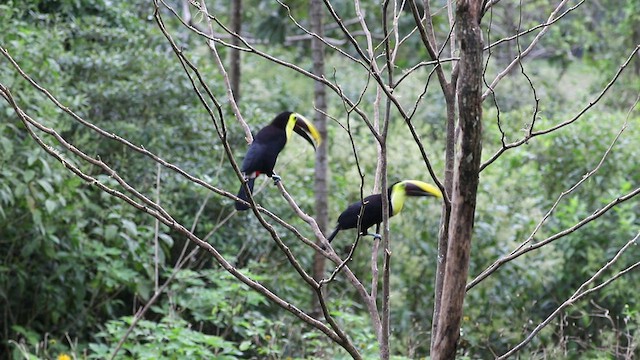 Yellow-throated Toucan - ML422079881