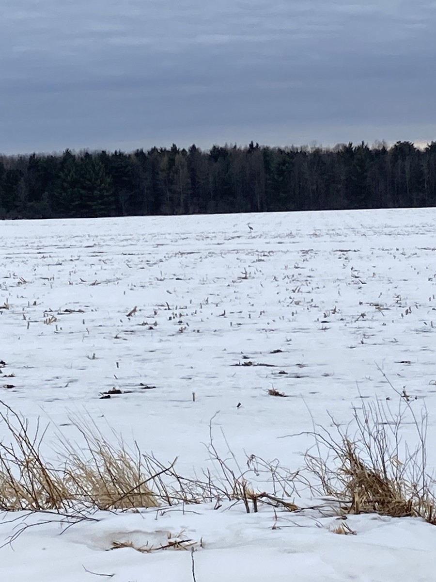Sandhill Crane - ML422081751