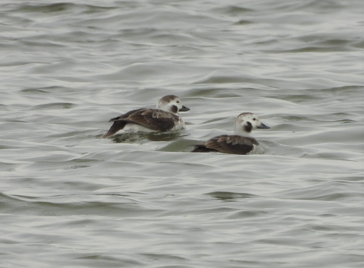 Long-tailed Duck - Jenny Young