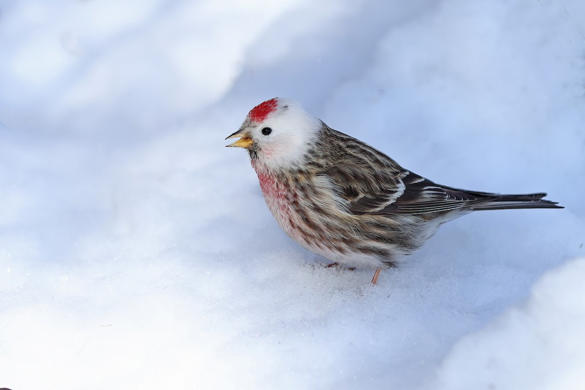 Redpoll (Common) - ML422082551