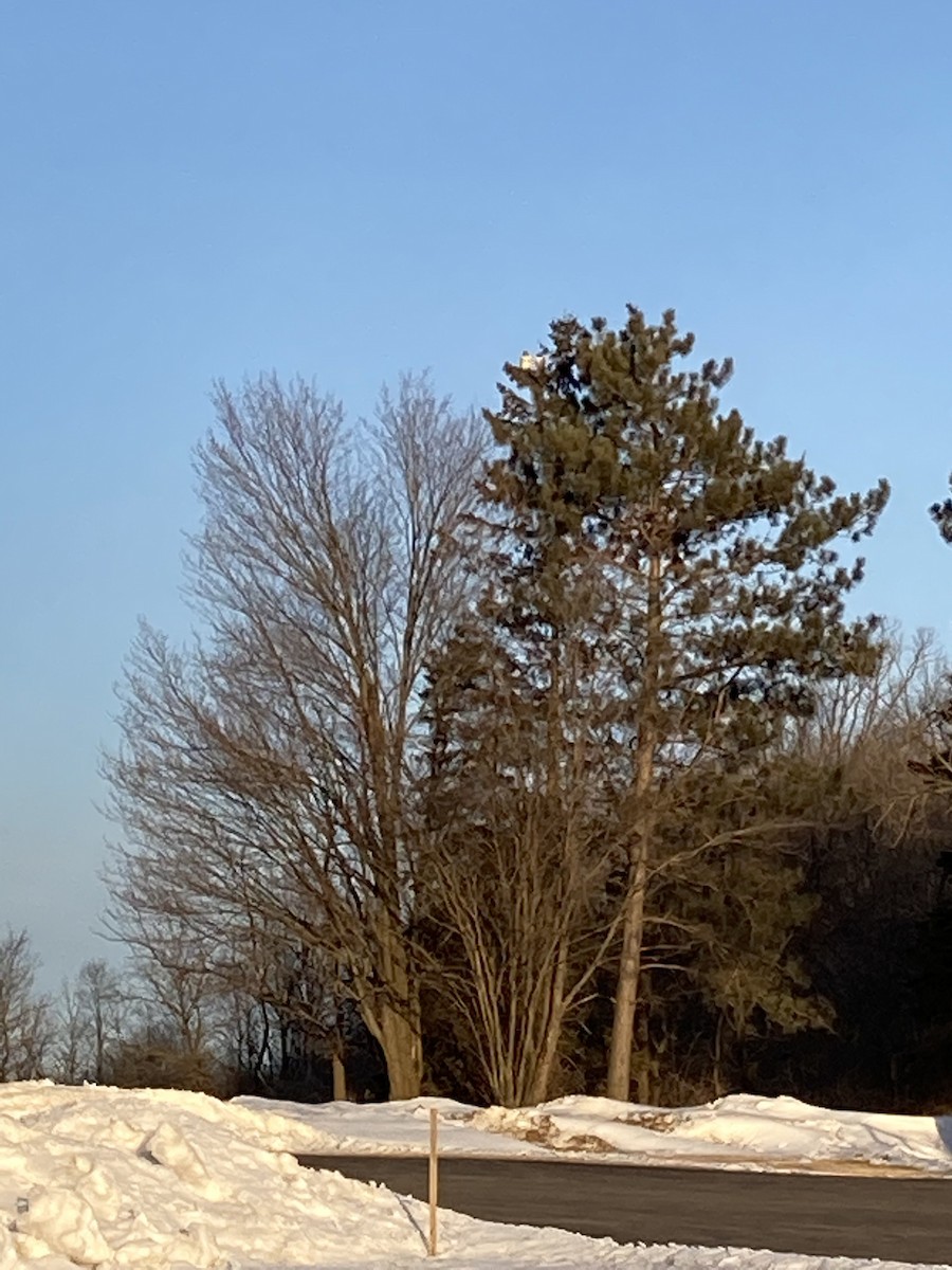 Bald Eagle - ML422082721