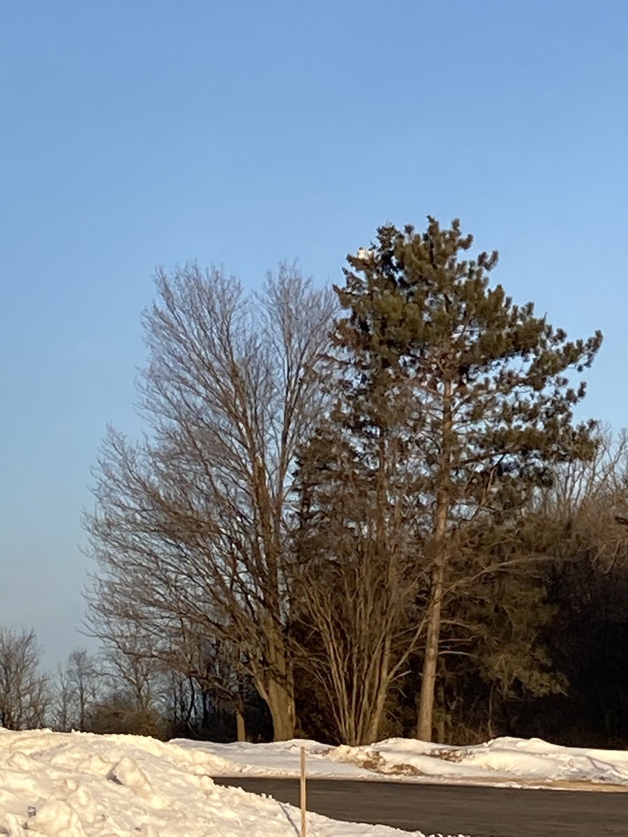 Bald Eagle - ML422082811