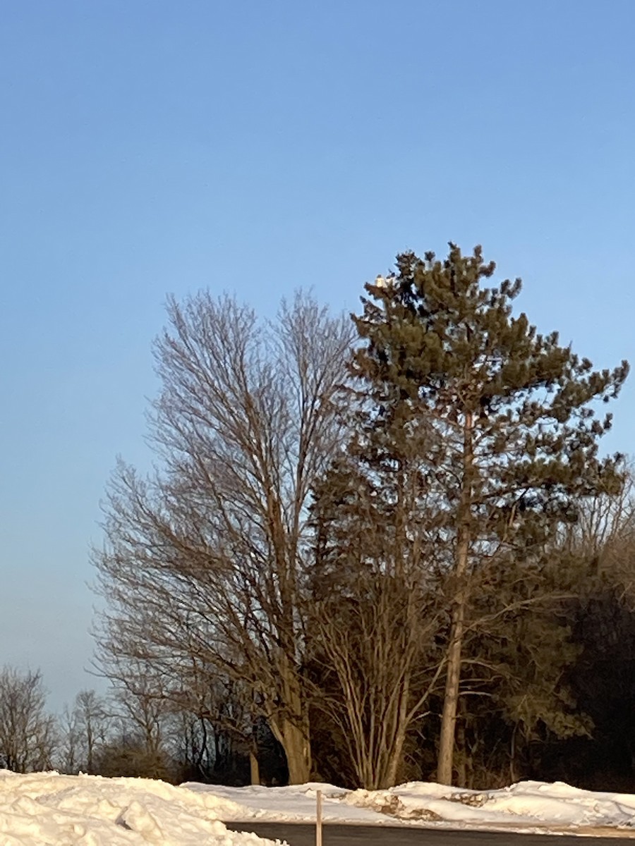 Bald Eagle - ML422082871