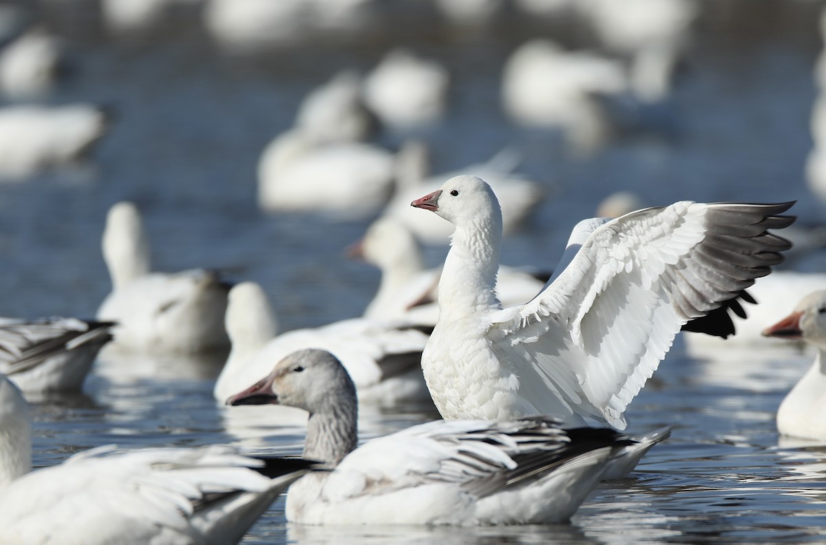 Ross's Goose - ML422084391