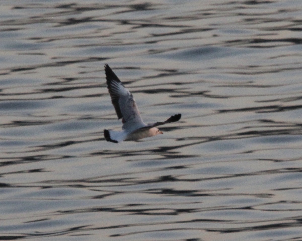 Brown-headed Gull - ML422084401