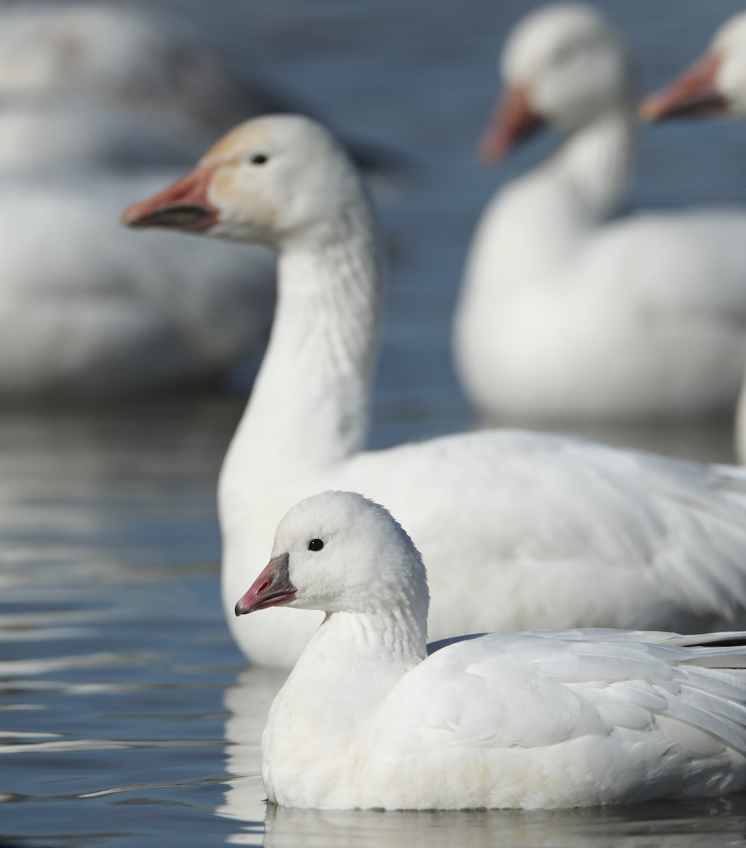 Ross's Goose - ML422084411