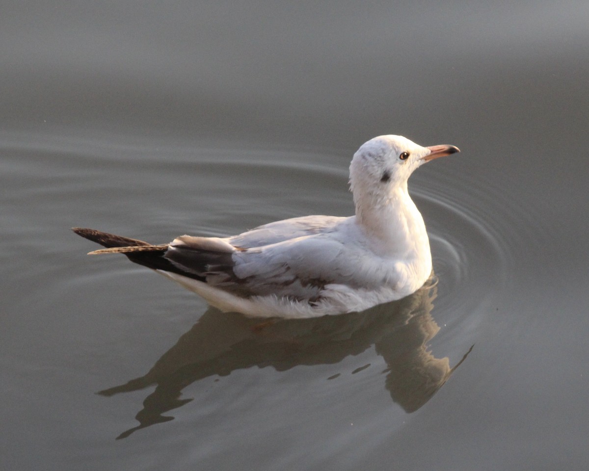 Brown-headed Gull - ML422084641