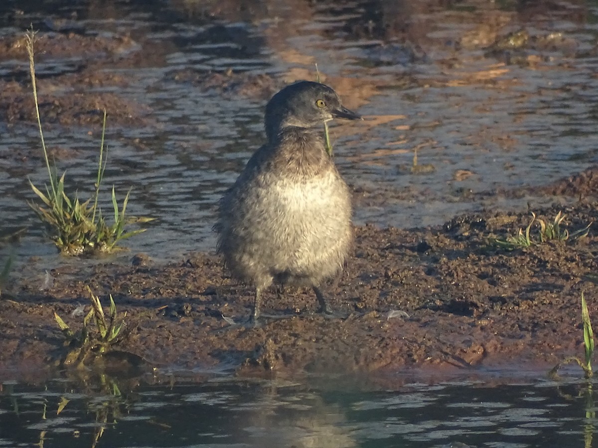 Least Grebe - ML422085491