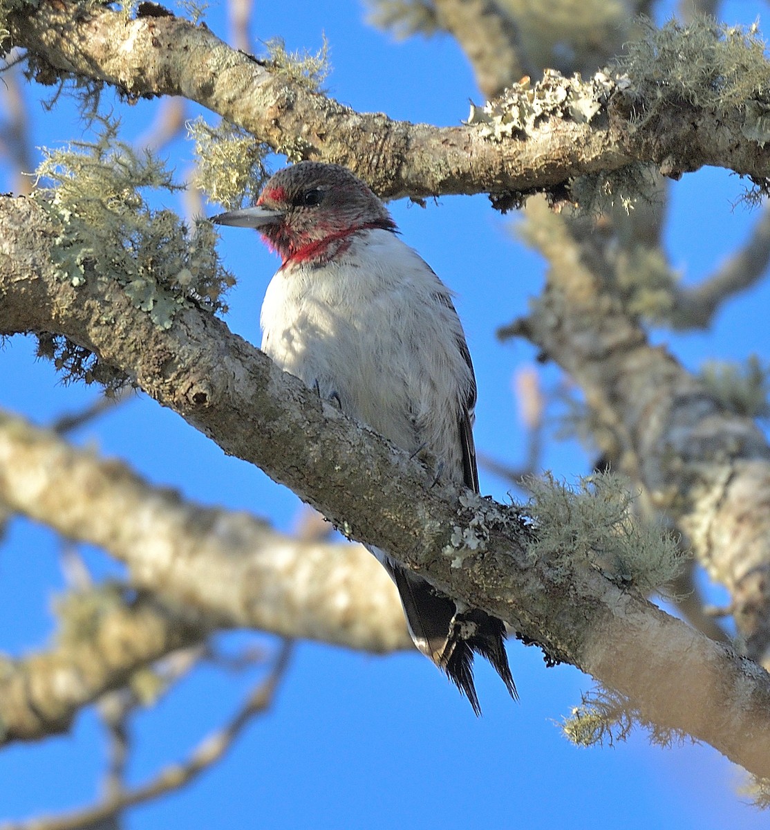 Red-headed Woodpecker - ML422086711