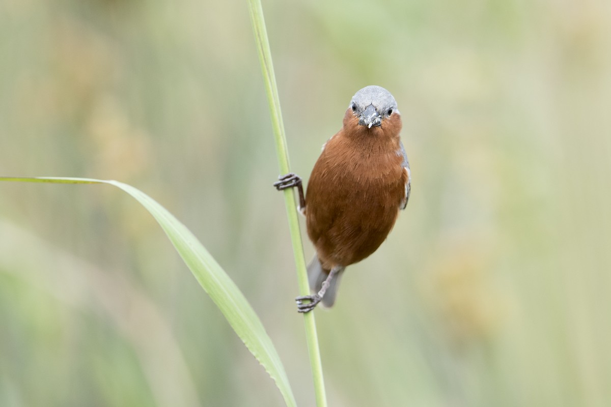 Rufous-rumped Seedeater - Luiz Carlos Ramassotti