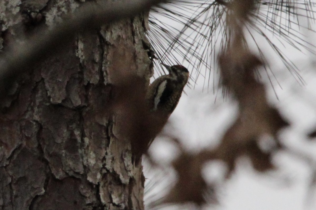 Yellow-bellied Sapsucker - ML422087671