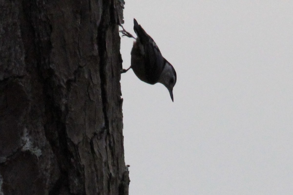 White-breasted Nuthatch - ML422087751