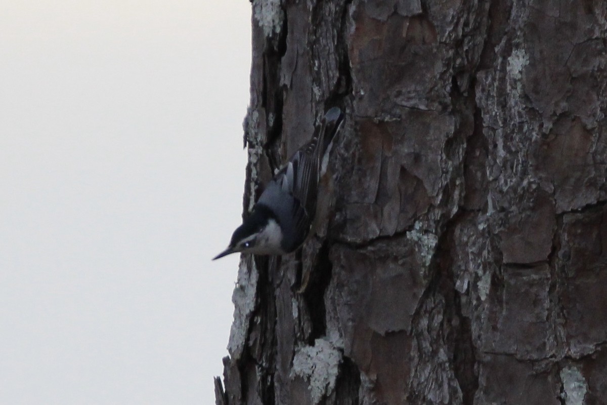 White-breasted Nuthatch - Susan Wood