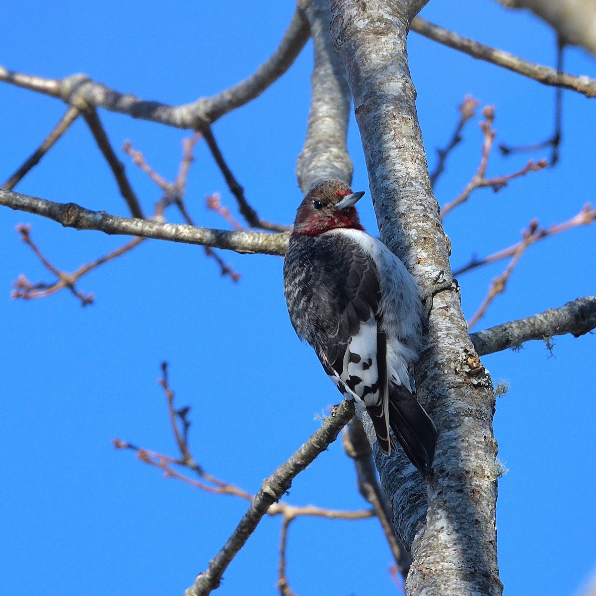 Red-headed Woodpecker - ML422088451