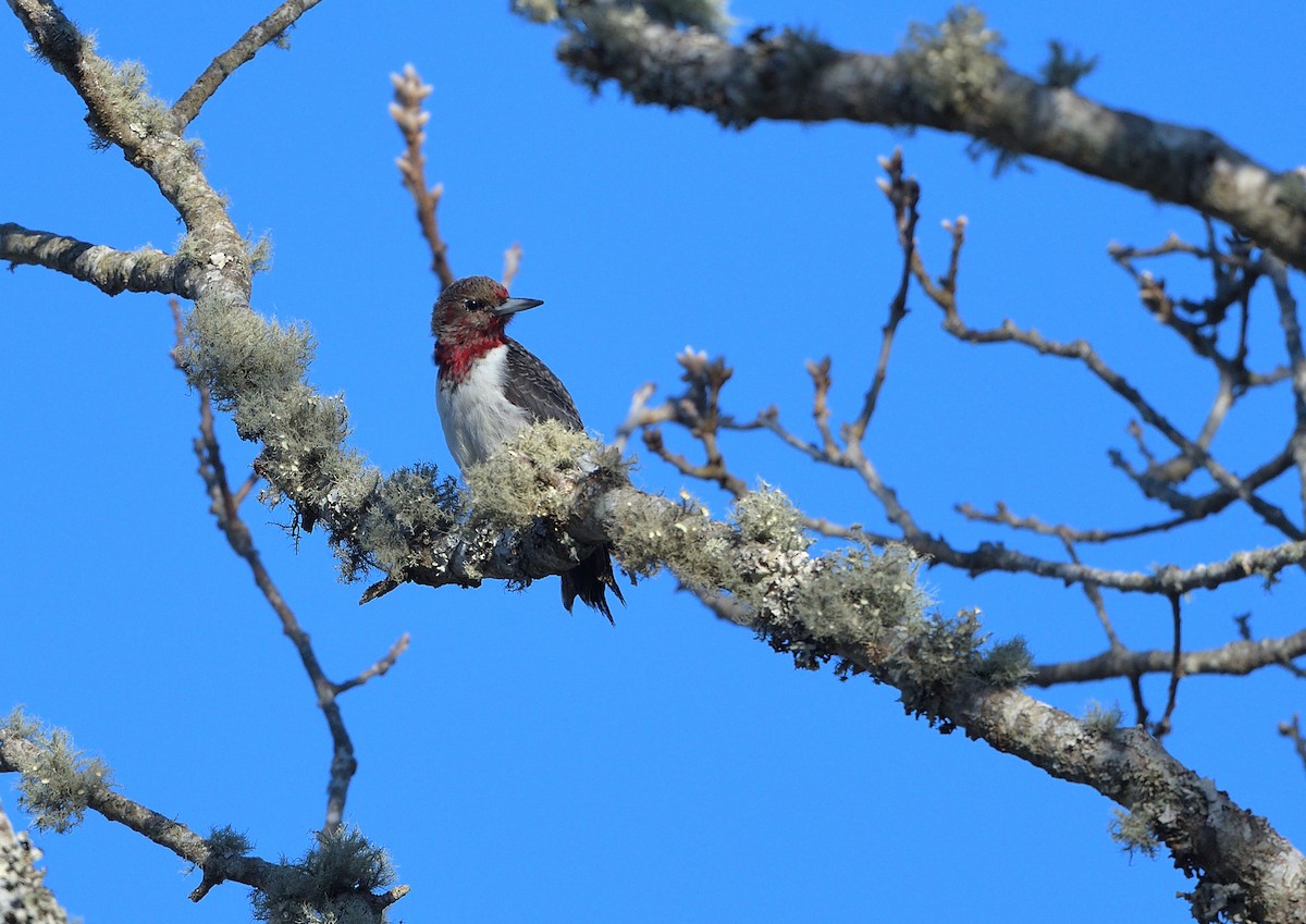 Red-headed Woodpecker - ML422088461