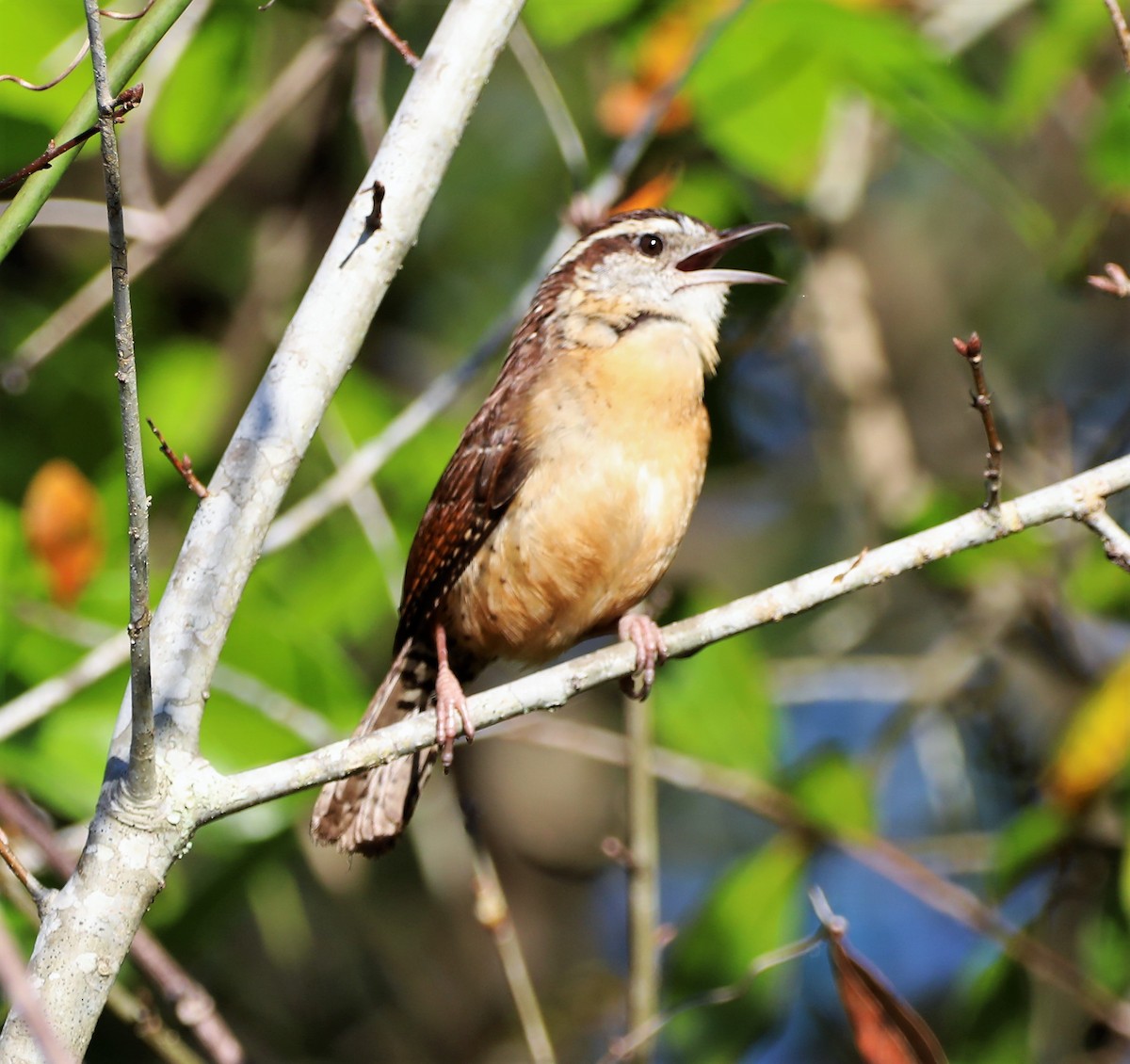 Carolina Wren - ML422089101