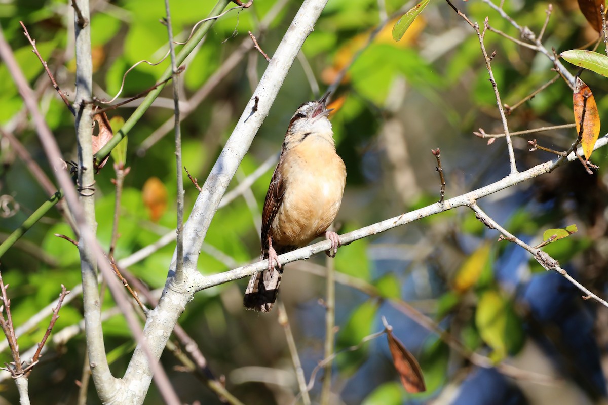 Carolina Wren - ML422089131