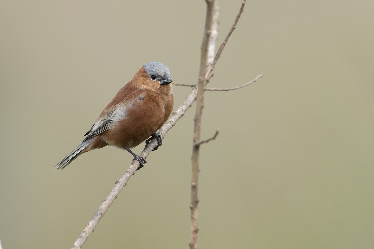 Chestnut Seedeater - Luiz Carlos Ramassotti
