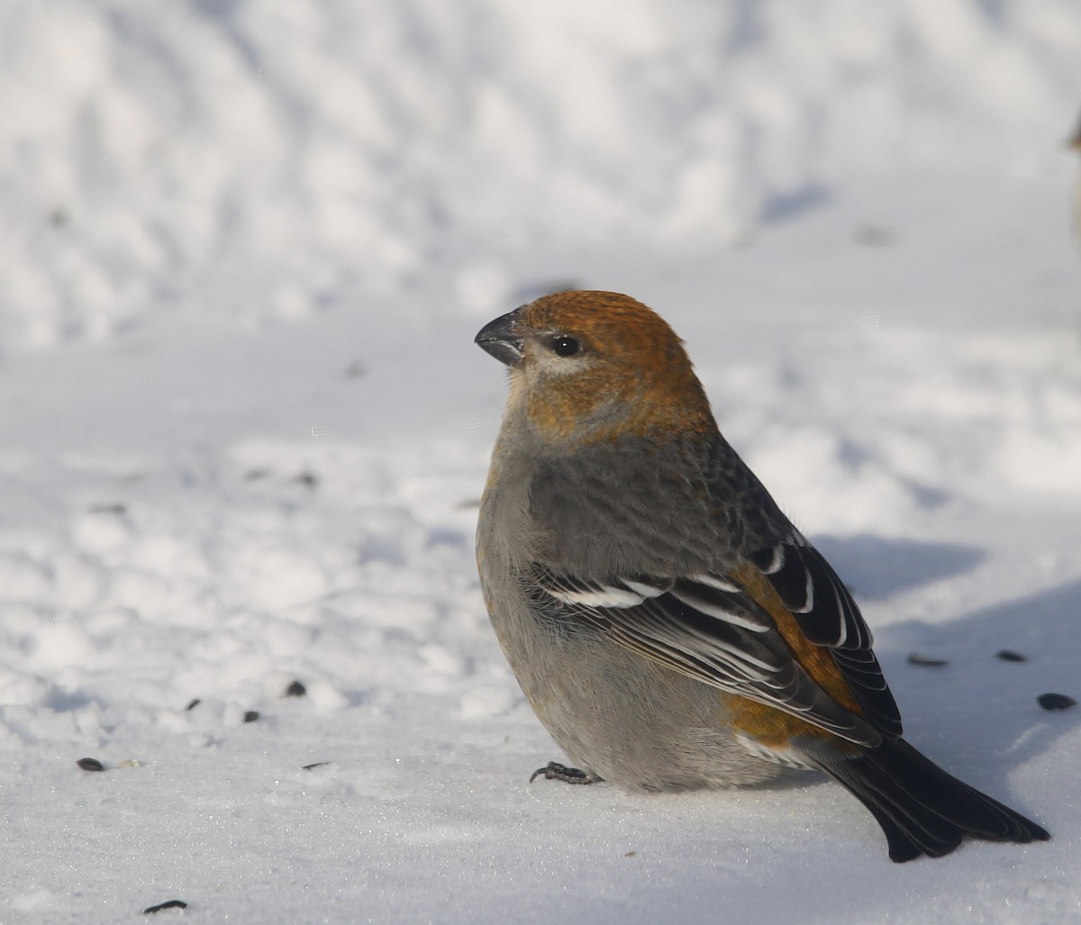 Pine Grosbeak - ML422089601